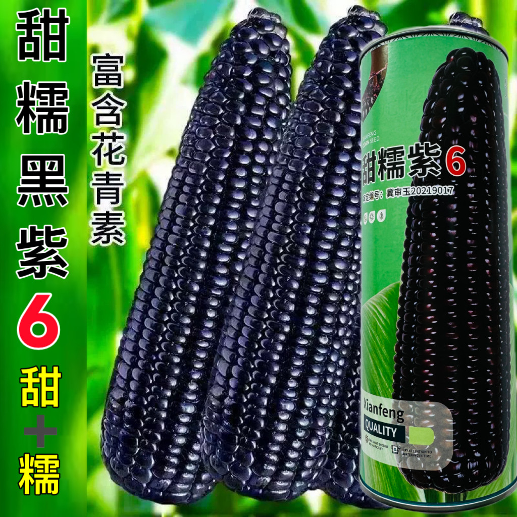 甜糯紫6号玉米种子大棒黑甜糯玉米种籽早熟抗病高产抗倒伏苞谷种