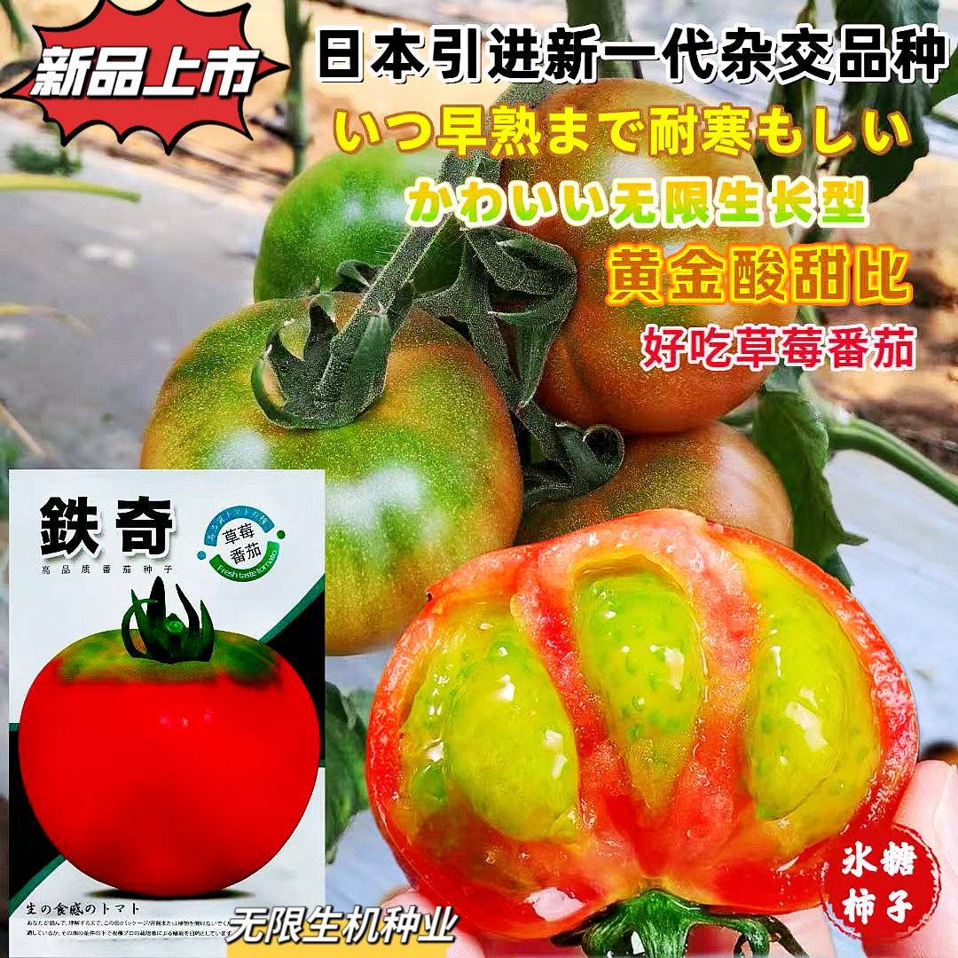正品 铁奇草莓番茄种子高产抗病耐热耐寒西红柿种籽四季蔬菜种孑