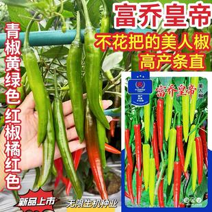 富乔皇帝美人椒种子不花高产耐裂耐湿黄绿色美人椒种籽红椒橘红色