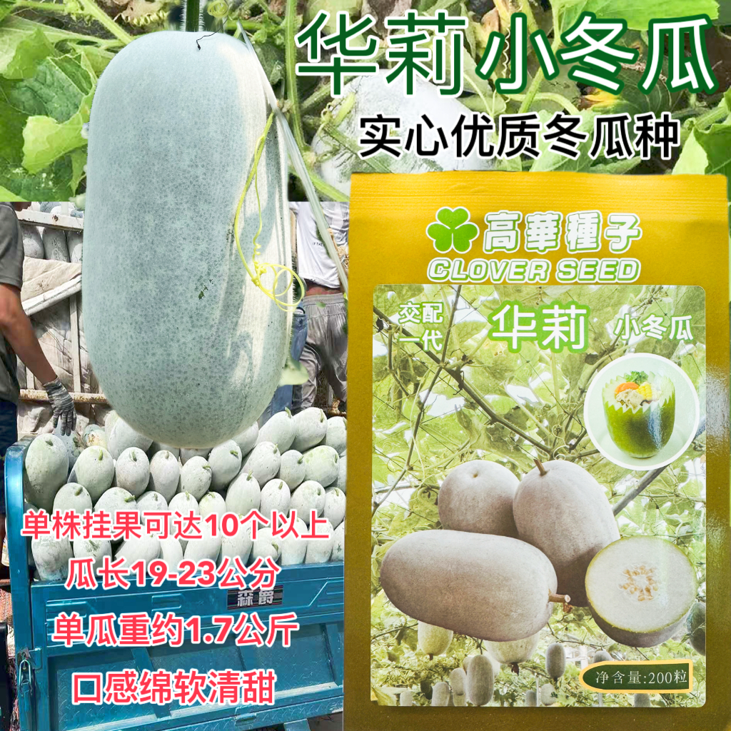 华莉小冬瓜种子粉皮冬瓜种子早熟耐热高产耐重茬春夏季东瓜种籽