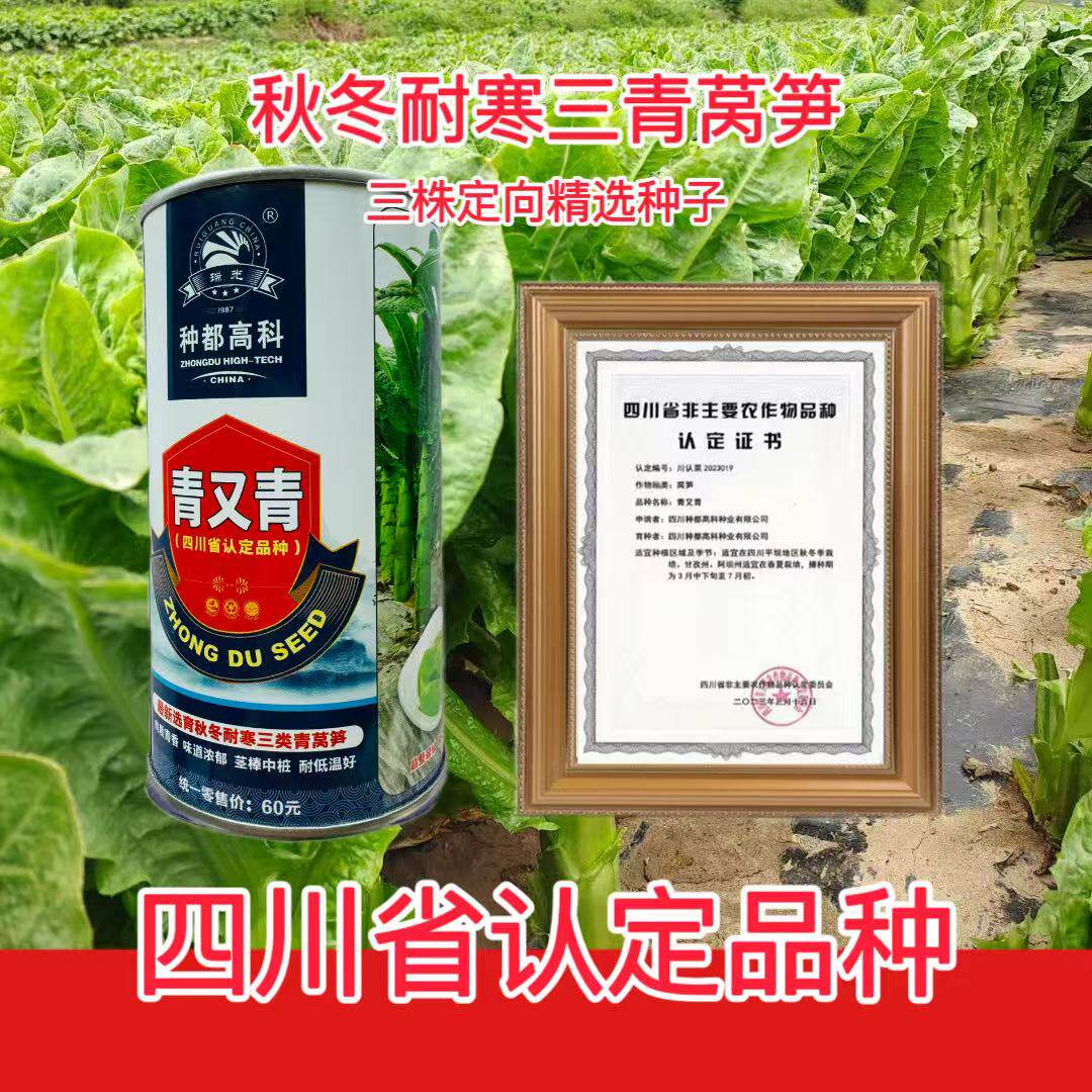 青又青莴笋种子青皮青肉青笋种籽秋冬耐寒三青香莴苣种籽10g×3个