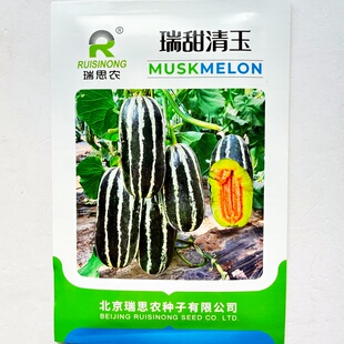 瑞甜清玉甜瓜种子薄皮花皮绿肉红瓤香瓜种孑籽春夏秋季大棚基地