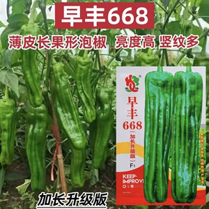 早丰668薄皮椒种子新品升级加长薄皮泡椒种籽条纹多长灯笼型辣椒