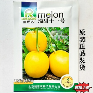 瑞甜十一号甜瓜种子香瓜种籽黄皮白肉脆甜多汁香瓜种孑籽春夏季播