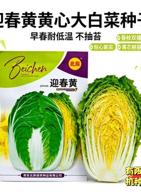 北辰迎春黄大白菜种子 早春耐低温不抽苔黄心白菜籽 春秋双季蔬菜