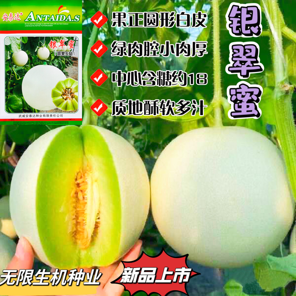 银翠蜜甜瓜种子玉菇甜瓜种籽哈密瓜香瓜种籽春秋播白皮绿肉香瓜种