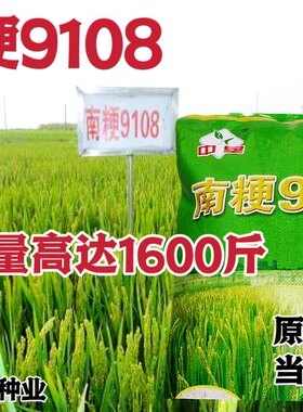 水稻种子南粳9108稻种籽优质高产圆粒水稻谷香米种子孑抗倒伏正品