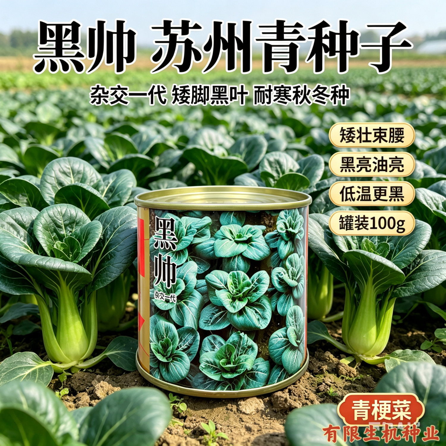 黑帅杂交苏州青种子 矮脚黑叶青梗菜 耐寒束腰秋冬大田罐装100克