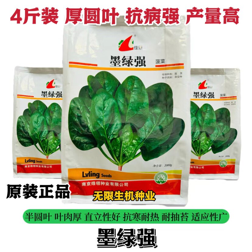 绿领墨绿强菠菜种子籽黑厚叶杂交春秋季冬季圆叶菠菜耐寒高产正品