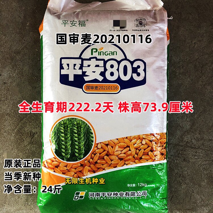 小麦种子带皮小麦粒食用磨面药引大麦 平安803小麦种国审麦种籽孑