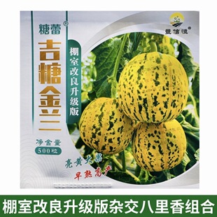 丰信恒吉糖金兰甜瓜种子升级棚室改良超甜杂交八里香甜瓜种子绿肉