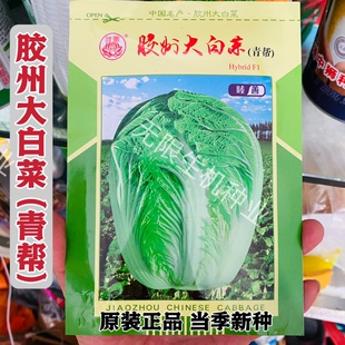 胶州大白菜种子杂交一代秋季播冬储青帮白菜种籽高产好吃抗病菜种
