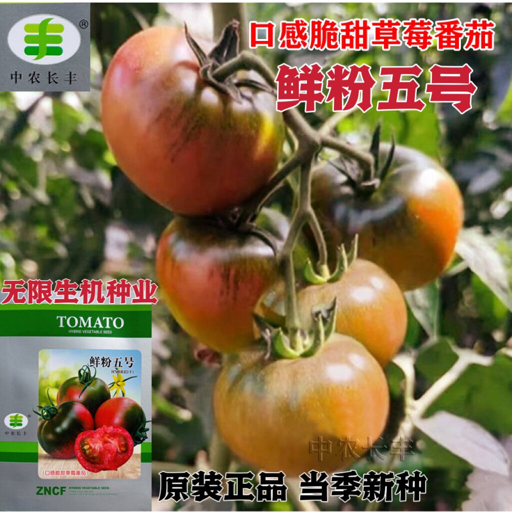 鲜粉五号番茄种子春秋冬季早熟草莓西红柿种籽孑硬度好抗耐运正品