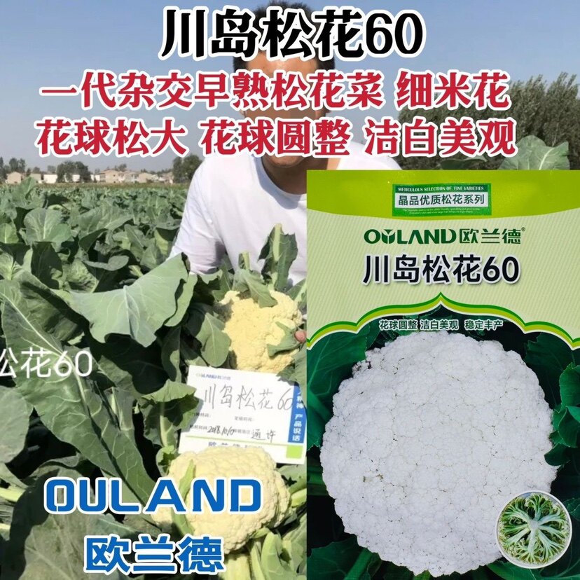 川岛松花60花椰菜种子早熟松花菜种籽细米花洁白美观花球松大耐热