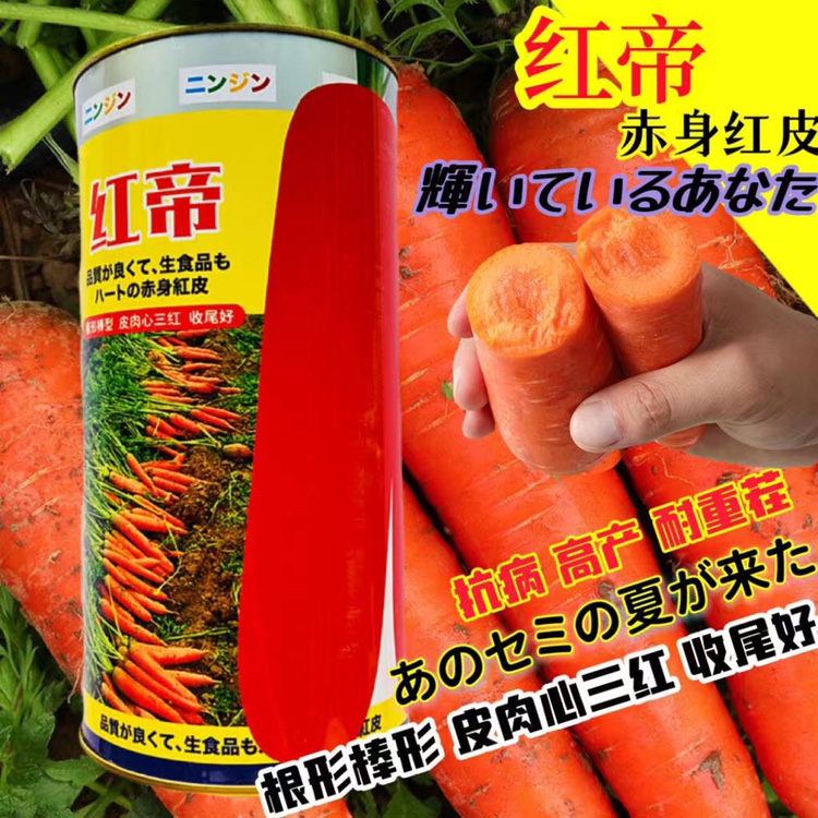 进口胡萝卜种子 拖车头红帝胡萝卜种籽 早熟三红七寸高产抗病秋播