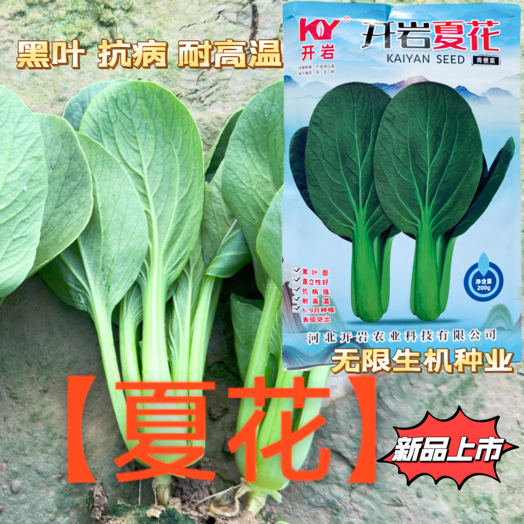 夏播青梗菜种子开岩夏花青菜种籽耐热高产抗病黑叶四季播小油菜籽