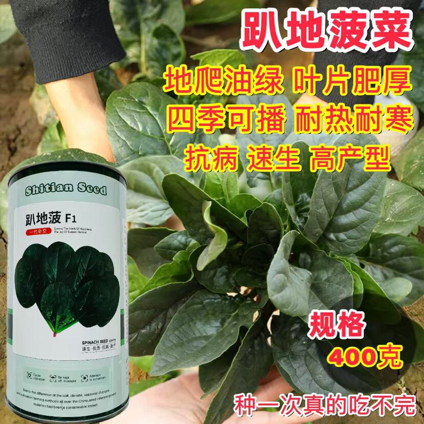 趴地菠 菠菜种子老品种塌地菠春秋冬季耐寒耐热厚肉红根菠菜种籽