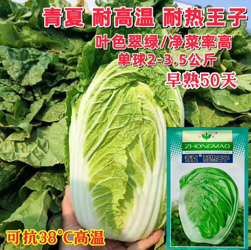青夏耐热王子大白菜种子夏季高温秋季四季白莱籽种孑早熟50天上市