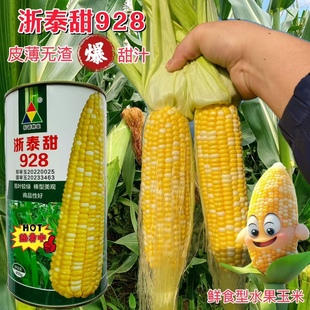 浙泰甜928双色水果玉米种子可生食超甜玉米种籽春四季 大田苞米孑