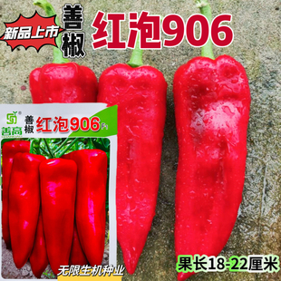善椒 红泡906辣椒种子高产早熟牛角形青红两用泡椒种籽春夏秋播
