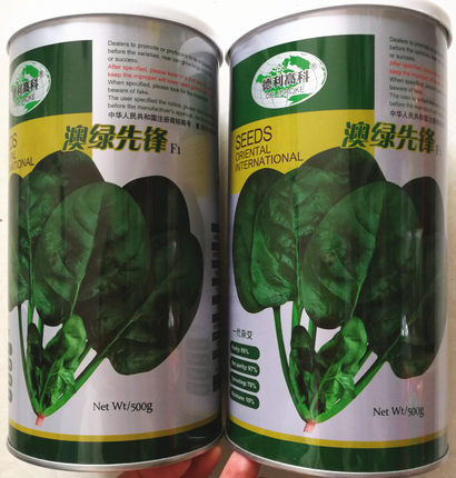 夏季耐高温波菜籽种澳绿先锋大叶菠菜种子绿帝2188进口菠菜四季播