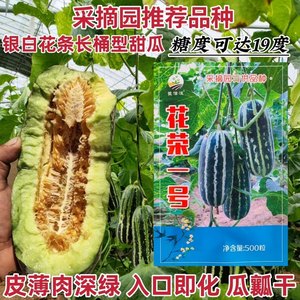 丰信恒甜瓜种籽正品原装花荣一号甜瓜种子绿肉绿瓤糖度高皮薄酥脆