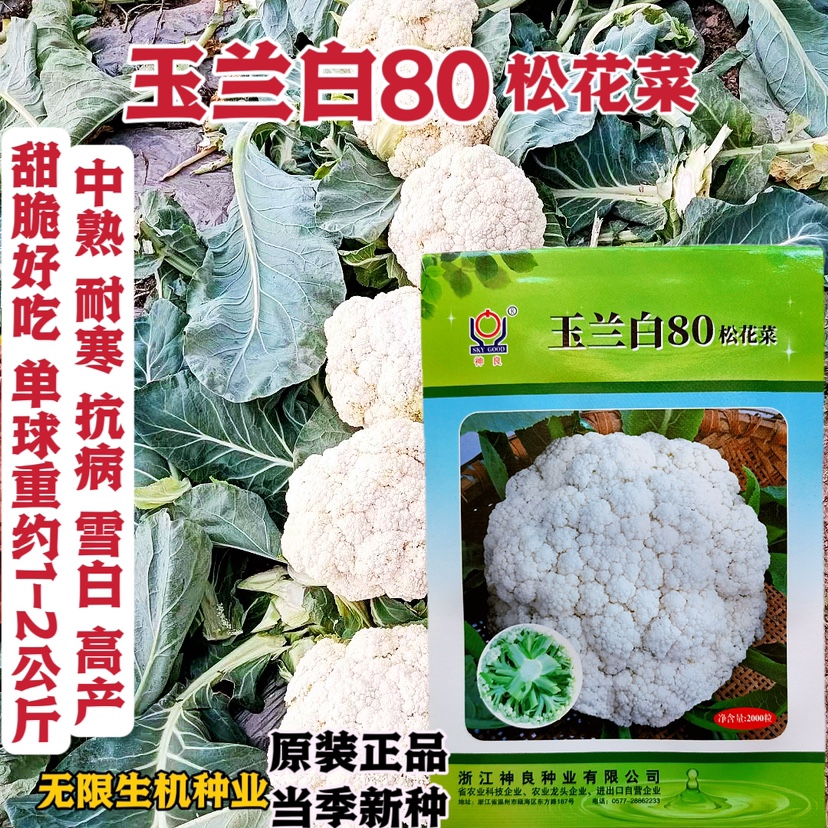 青梗松花菜种子玉兰白80松花菜花椰菜种甜脆花球松大雪白高产正品