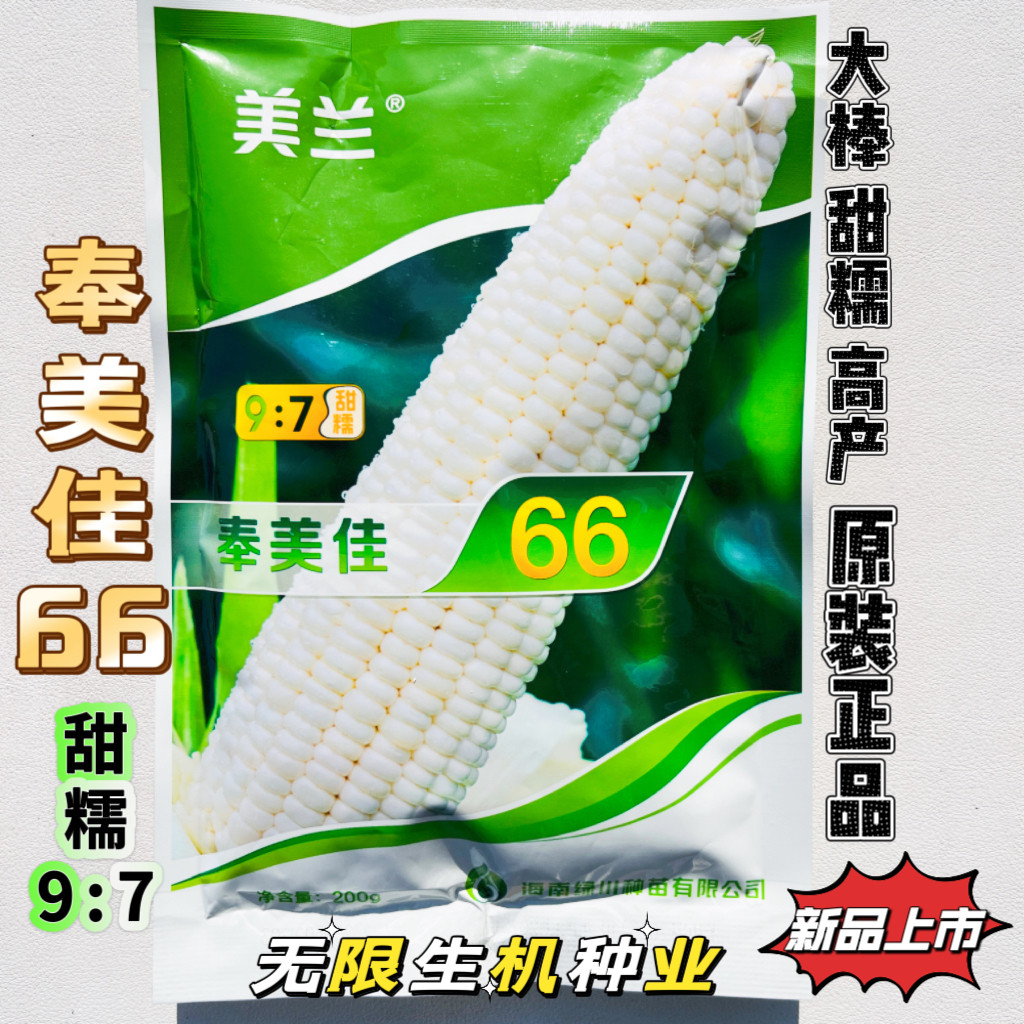 美兰奉美佳66号甜糯玉米种子皮薄产量高品质好大棒粘糯白玉米种籽