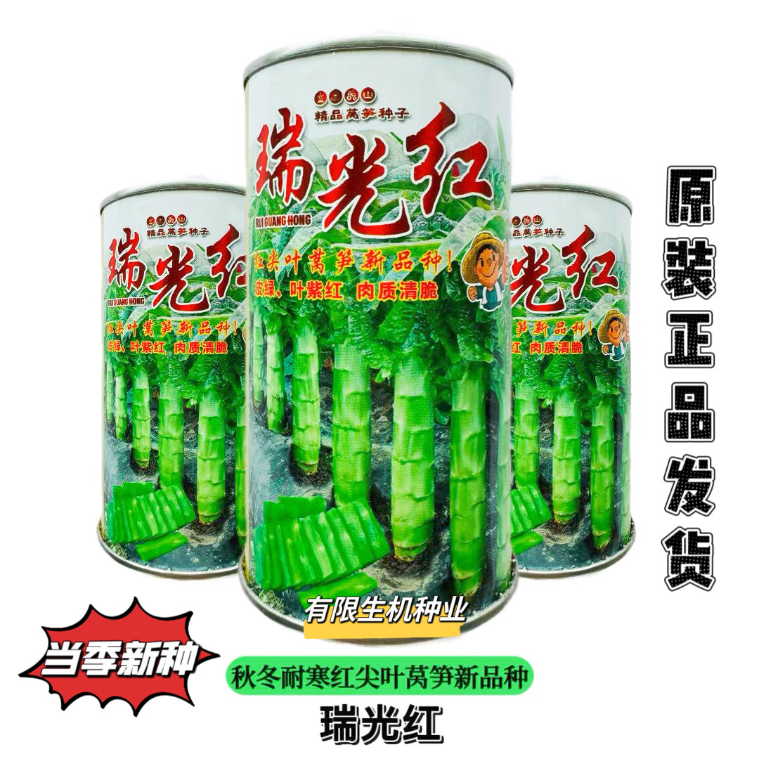 瑞光红莴苣种子抗病高产耐寒红尖叶莴苣种籽南北方农家菜园秋冬播