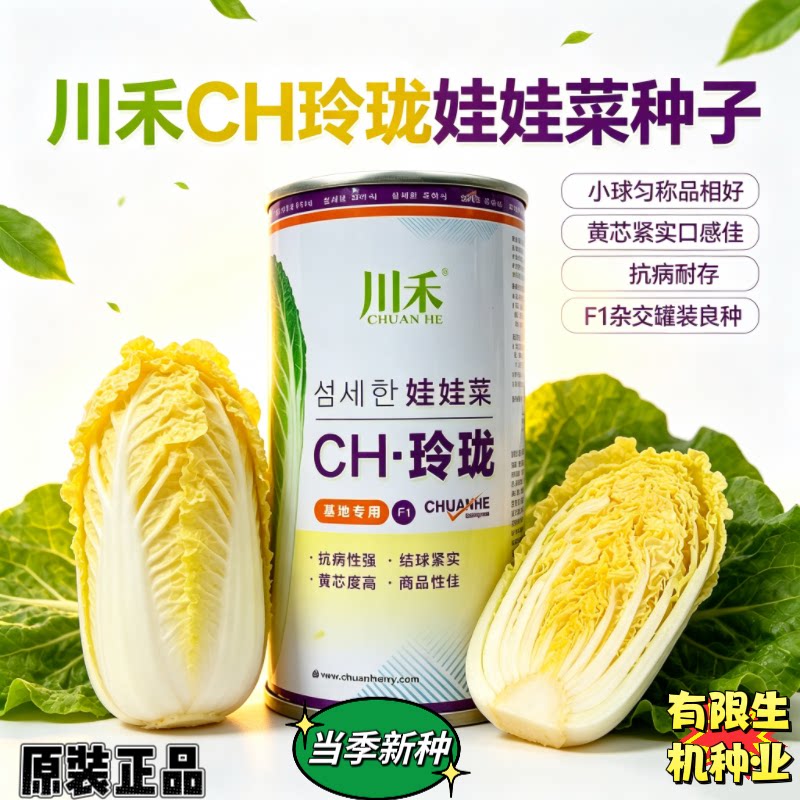 川禾CH玲珑娃娃菜种子F1基地专用黄芯紧实抗病小型白菜罐装种籽