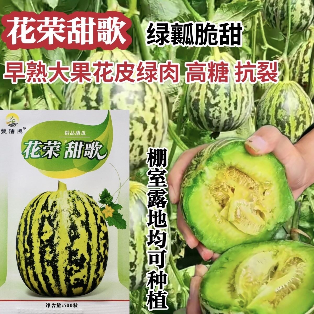丰信恒花荣甜歌甜瓜种子大果花皮绿肉杂交甜瓜组合种籽花美人类型