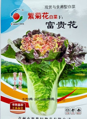 紫菊花白菜种子富贵花黄心白快菜种子早熟小白菜种籽杂交蔬菜良种