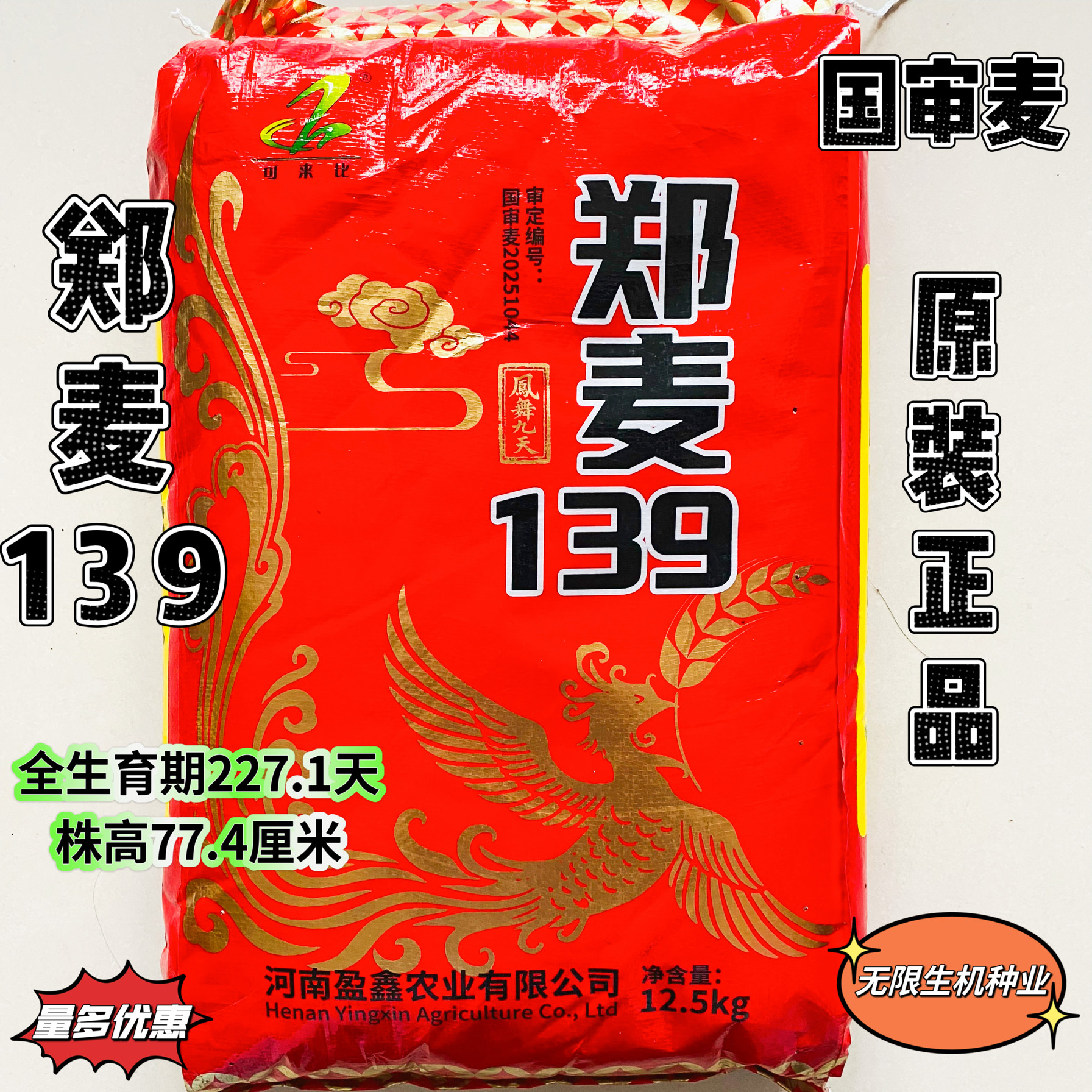 优质强筋冬小麦种子高产山东小麦济麦22小麦种子矮秆抗倒大穗原种