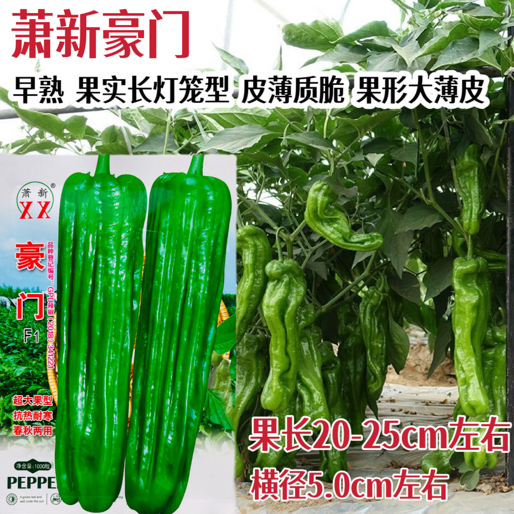 萧新辣椒种子豪门大果薄皮椒种籽高产早熟香辣翠绿灯笼泡椒种孑