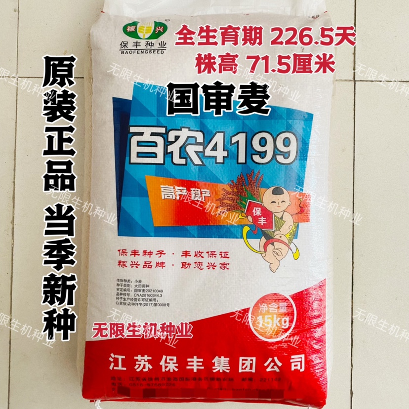 百农4199小麦种子籽国审麦矮杆大穗优质高产抗倒伏半冬性中熟正品