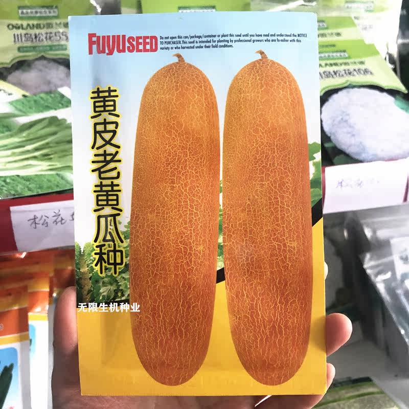 东北老黄瓜种子阳台盆栽四季菜种蔬菜种孑秋冬季黄皮老黄瓜种籽