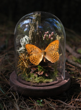 蝴蝶标本玻璃罩成品真手工干花微景观创意摆件高级感小众生日礼物