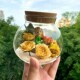 适合放干花 饰小摆件 花瓶保存透明玻璃罩展示盒永生花diy材料装