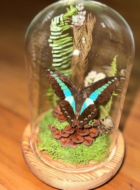 蝴蝶标本玻璃罩成品真大蓝闪蝶展示高级永生干花装饰摆件创意礼物