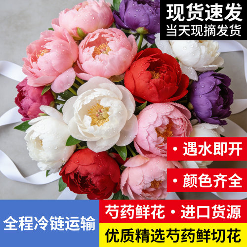 【现货】芍药山东菏泽重瓣芍药鲜切花头茬大花苞花束基地直发鲜花