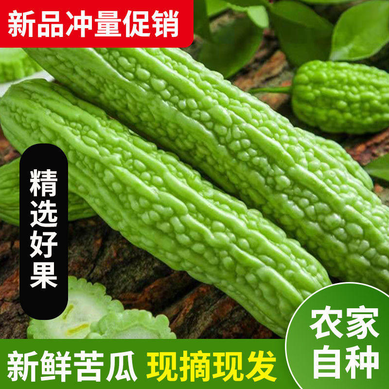新鲜苦瓜5斤农家自种凉瓜苦瓜脆嫩营养蔬菜山东产地现摘现发1斤