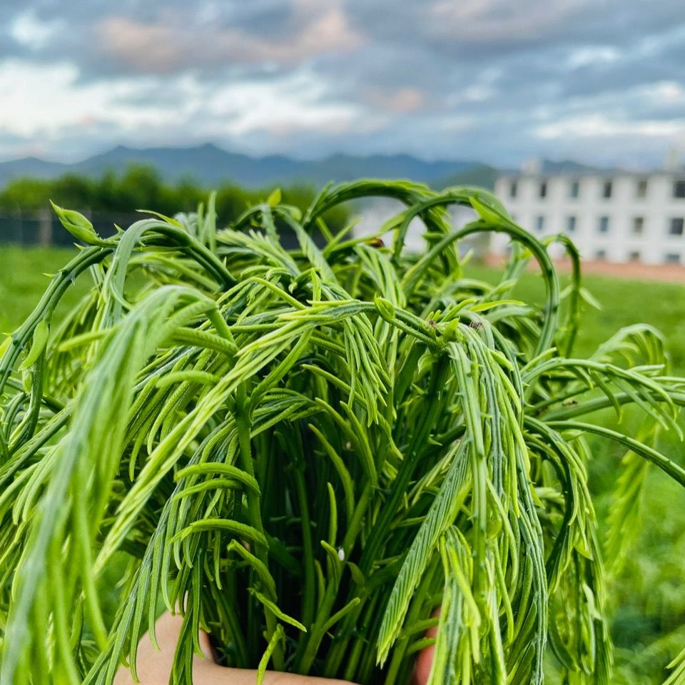 云南傣族臭菜罕见菜新鲜蔬菜