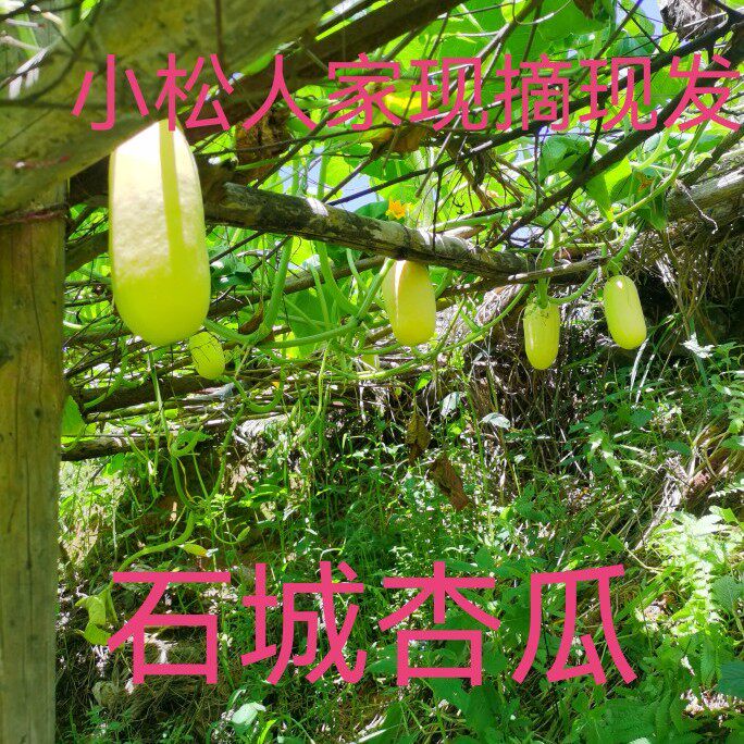 江西赣南特产石城杏瓜时令蔬菜