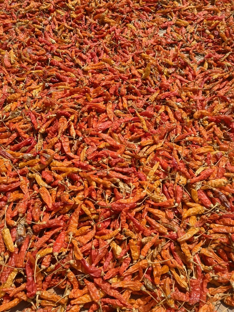 江西赣南特产本地朝天椒农家自种特辣干辣椒500g