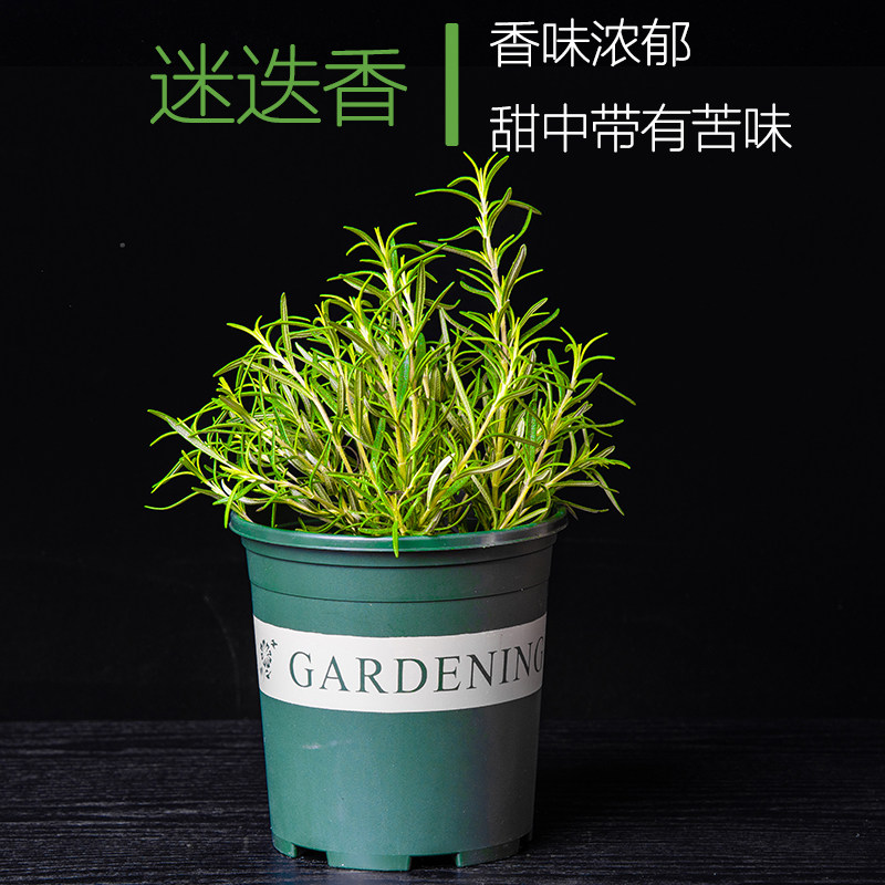 迷迭香百里香薄荷罗勒叶九层塔牛至紫苏新鲜可食用西餐香草料盆栽