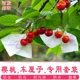 车厘子樱桃专用套袋樱珠草莓大樱桃树果袋小梨袋纸袋防虫防鸟防水