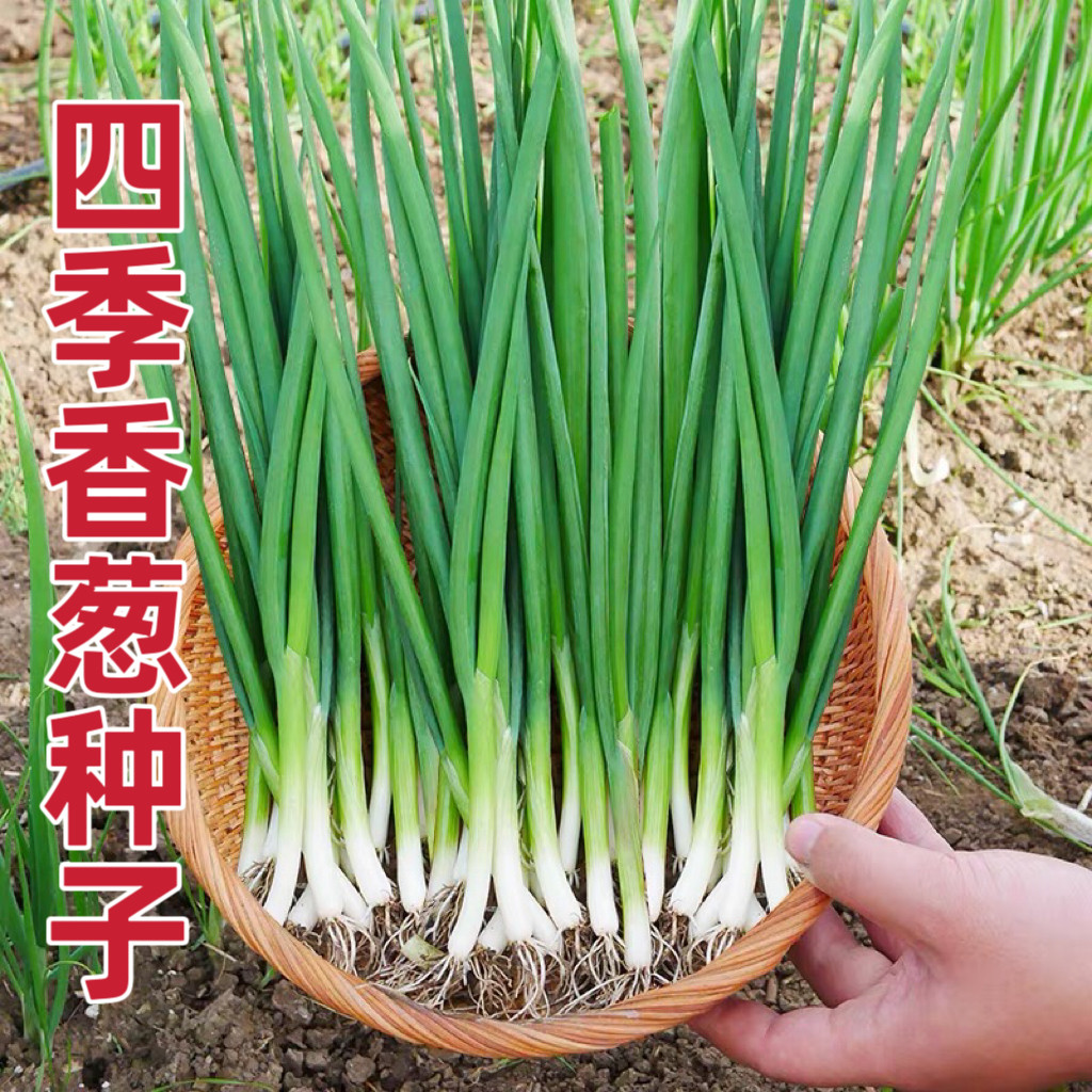 四季小香葱种子籽葱头春季葱种阳台盆栽小葱种植分葱蔬菜种籽孑子