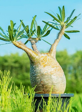 象牙宫 Pachypodium rosulatum gracilius 块根一物一拍