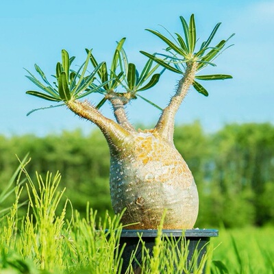象牙宫 Pachypodium rosulatum gracilius 块根一物一拍