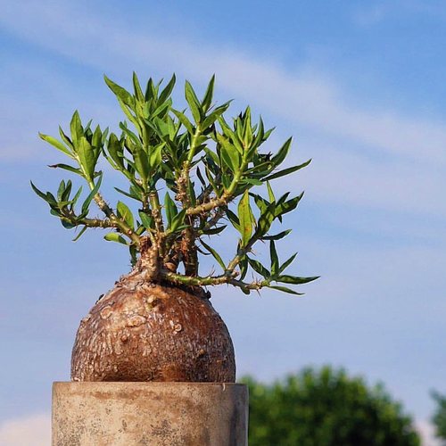 双刺瓶干 Pachypodium bispinosum块根多肉植物 一物一拍